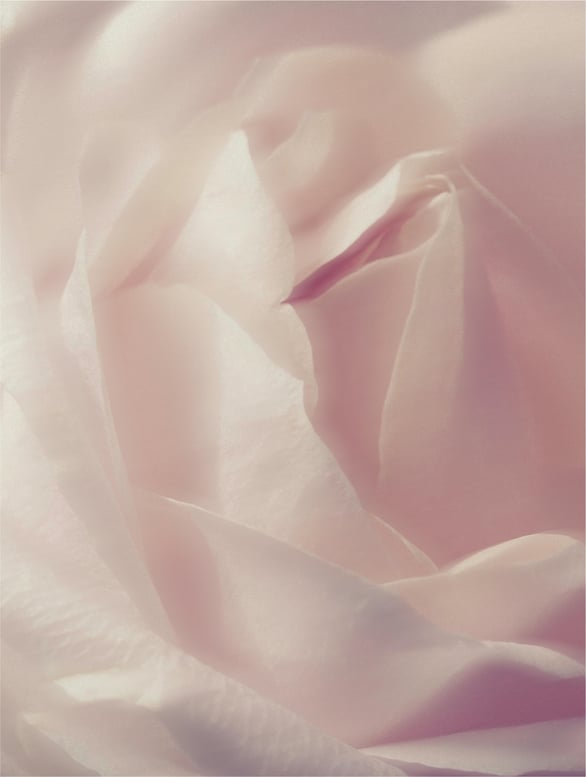 Reinigungsschaum mit Rosenwasser