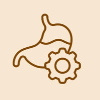 Verdauung und Stoffwechsel ￼