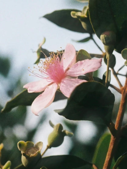 Anti-Aging Serum mit Vitamin C