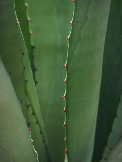 Anti-Aging Serum mit Vitamin C