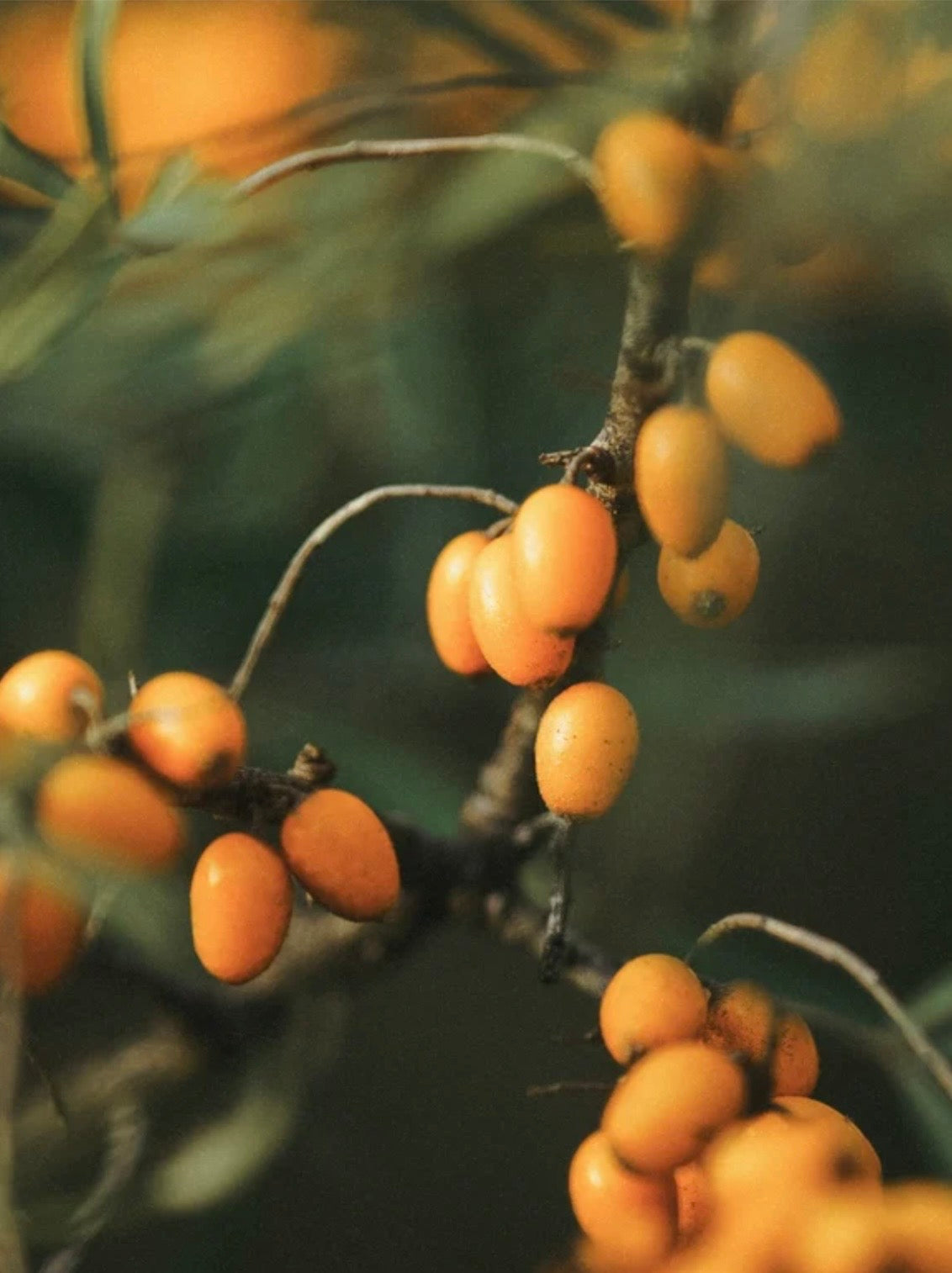 Anti-Aging Feuchtigkeitscreme mit Vitamin C