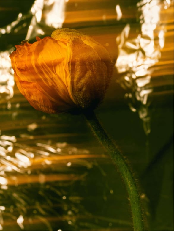 Reichhaltige Gesichtscreme mit Arganöl