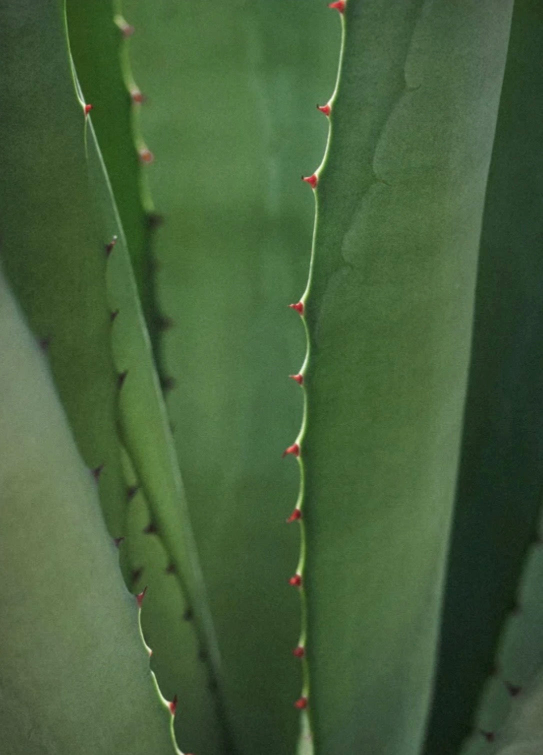 Anti-Aging Feuchtigkeitscreme mit Vitamin C