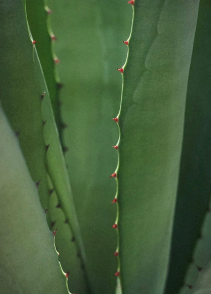 Anti-Aging Feuchtigkeitscreme mit Vitamin C