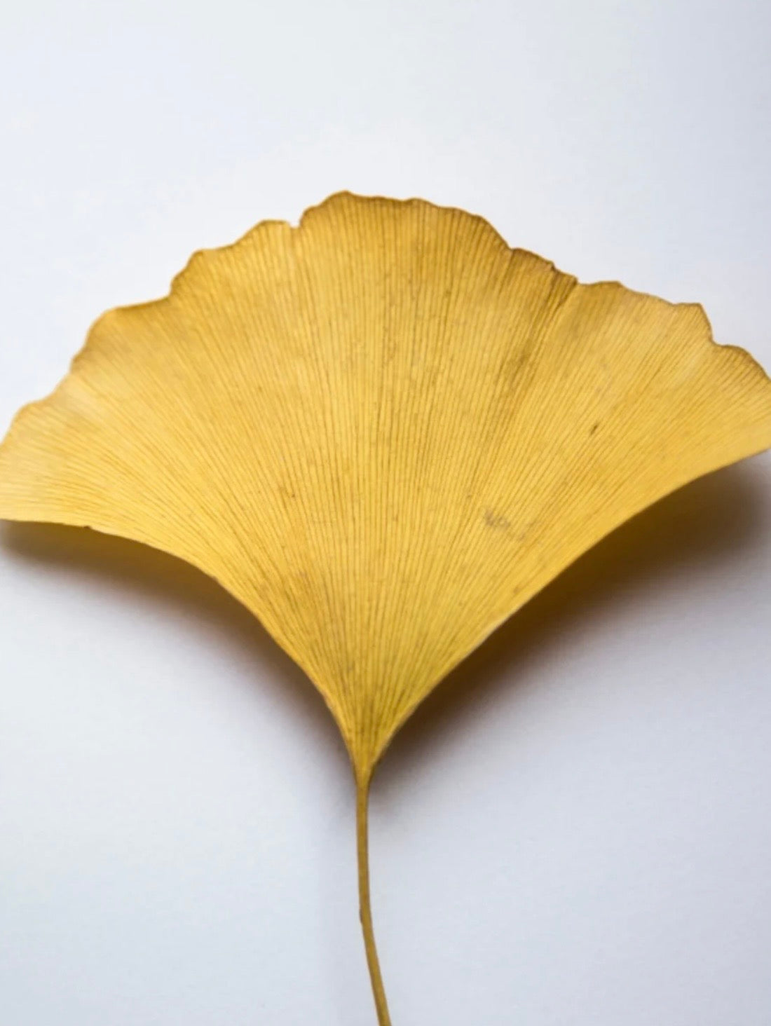 Antioxidans Gel-Booster mit Ginkgo Extrakt