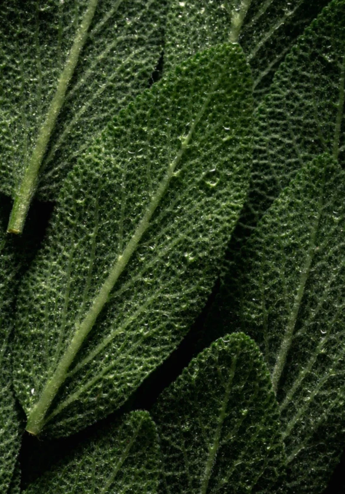 Mikrobiom Präbiotisches Gesichtsspray