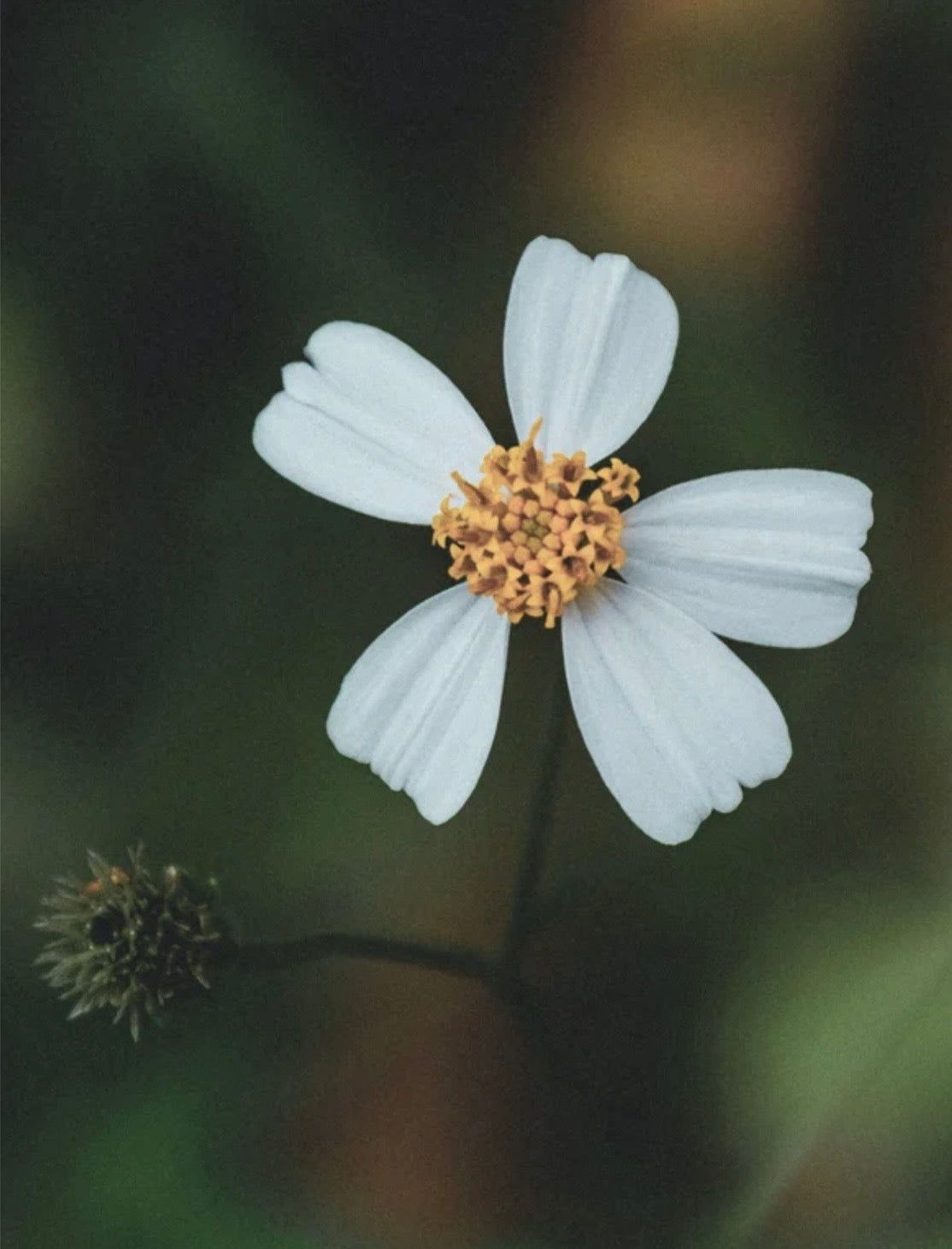 Anti-Aging Augenserum mit Vitamin C