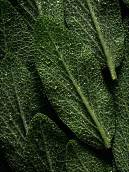 Keratin Volumen-Boost-Shampoo mit Rosmarinöl